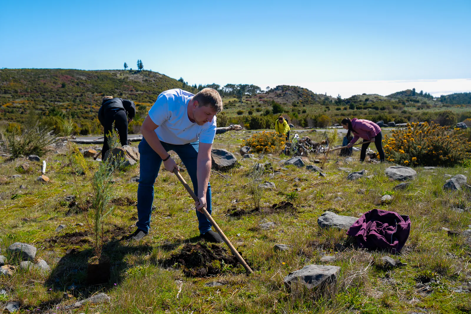 Volunteer planting a tree on a Madeira hillside